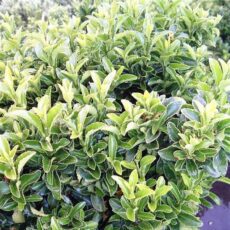 5056771001369 1 Euonymus japonicus Green Spire.jpg